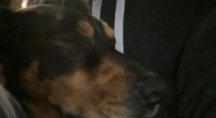 bursabaee's tweet photo. Best best friend ever, Rest easy now Duke. I love you ❤️ https://t.co/wizSSqLGNo