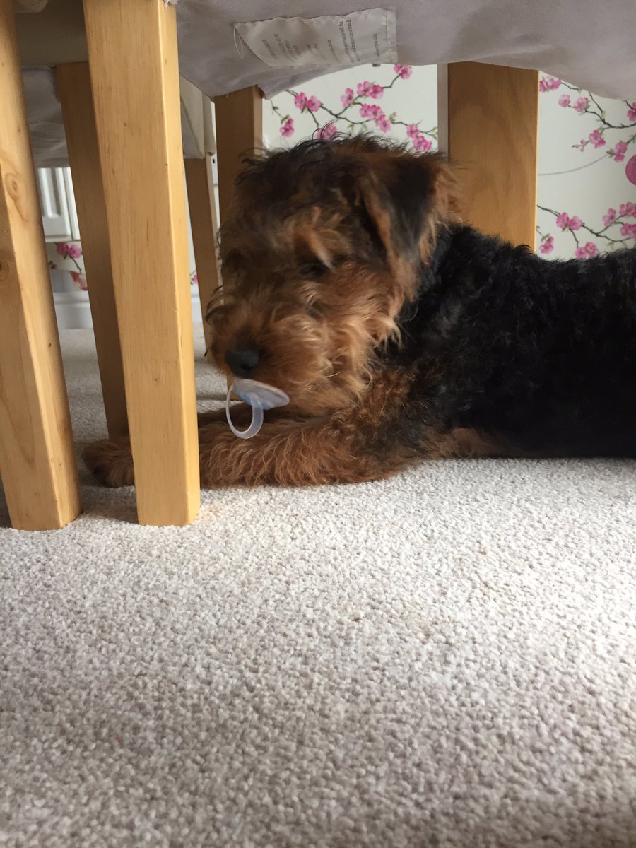 danr1982's tweet photo. Come on #alan #lakelandterrier #crufts here's our Teddy hiding under the table because he stole a dummy https://t.co/xap5N8GCLR