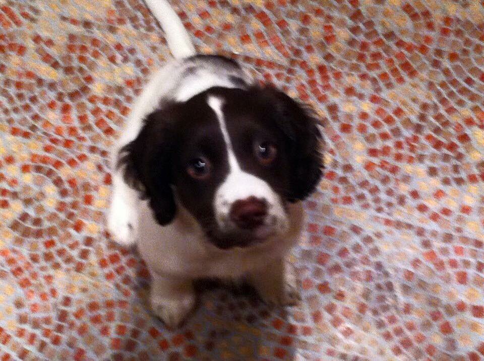 RachDawson's tweet photo. My boy Tweed the Springer. 5 years on and he can still get his own way with that look. #Crufts @clarebalding @crufts2017 @Channel4 https://t.co/lVvvMJMIjY
