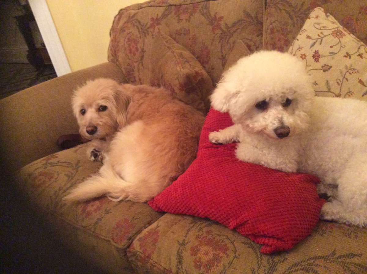 #Crufts here are Oscar the labradoodle and Prince the rescue.... we think bichon ... no one knows . We don't care x he's lovely