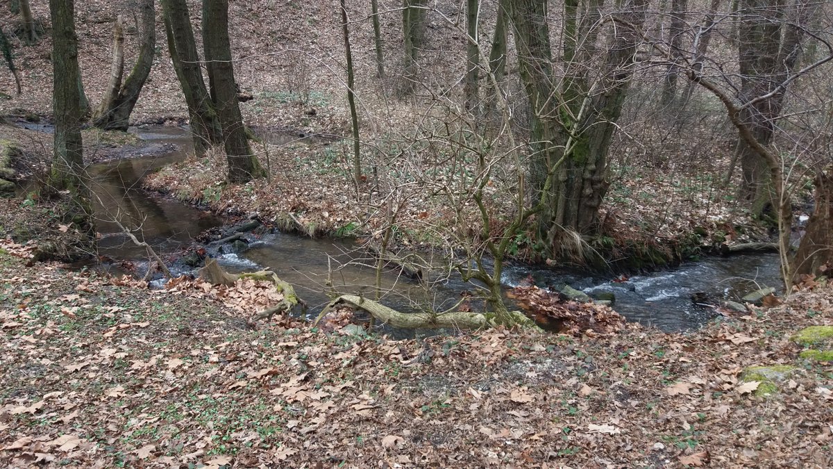 InternationaBA's tweet image. Sunday nature in Zelezna studnicka, Bratislava