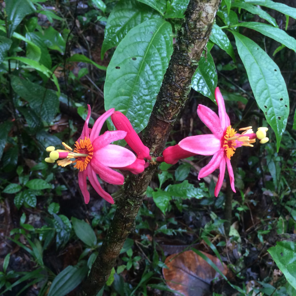 romemaxime's tweet photo. Passiflora amoena #wildflowers #frenchguiana #botany #tropical https://t.co/7kXIctdLcx