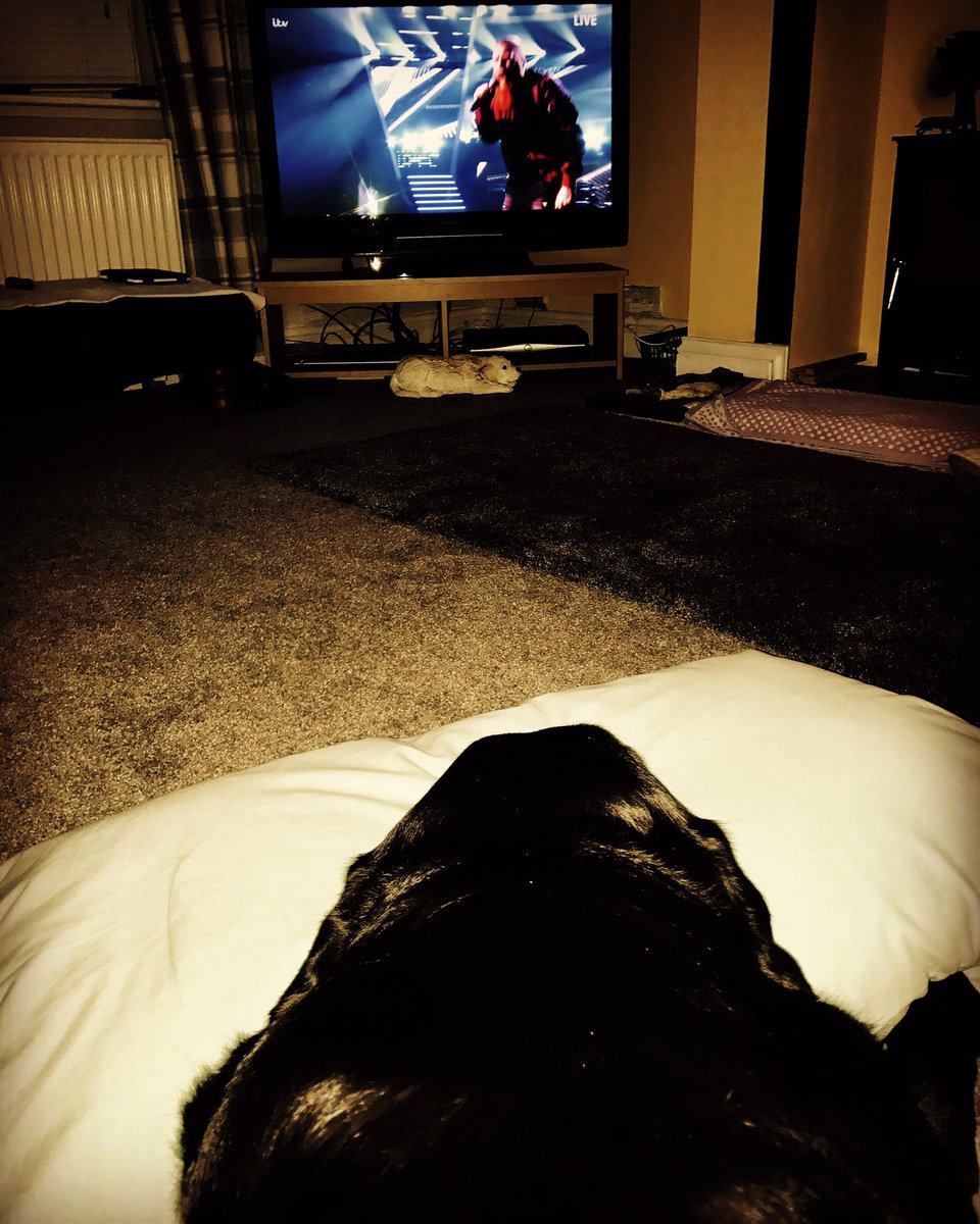 RacheyCurry's tweet photo. Izzy enjoying @thevoiceuk and is loving team @GavinRossdale #blacklab #fifthjudge @iamwill https://t.co/rWZwzn78IG