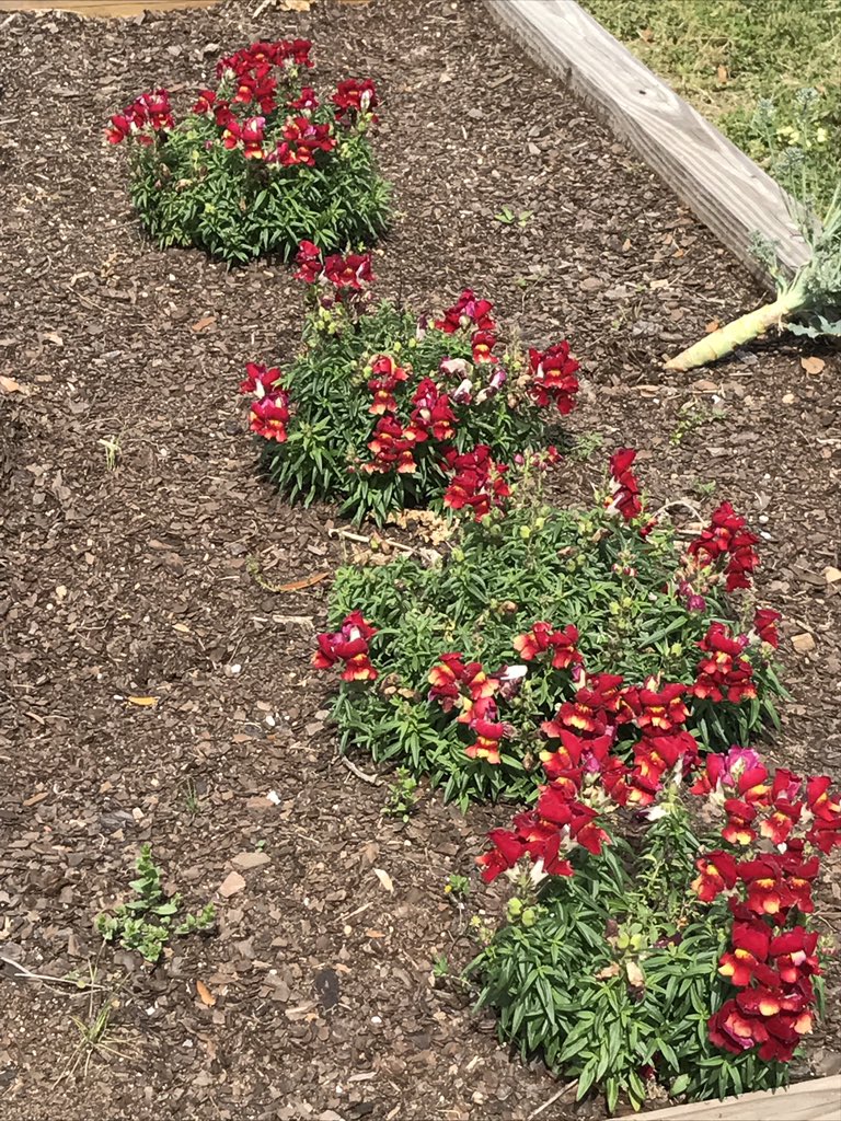 jennifeready22's tweet photo. Gardening @EicholdMertzMST! #lovemyschool #outdoorsciencelab @LorieBPagan https://t.co/Yc2m1uCnsC
