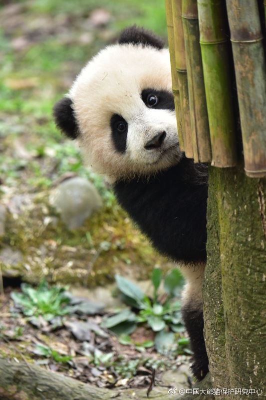 Peek-a-boo! Adorable panda cub who is terrible at hide and seek tries ...