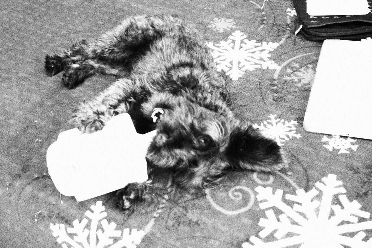 Polaristav's tweet photo. Introducing Tomasa! #polarista #photography #animals #friend #dog #blackandwhite #Tomacita #fotografia https://t.co/ZOHQuDYBFc