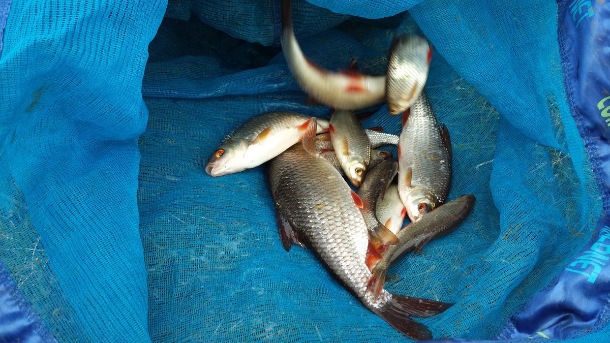 squirechen's tweet photo. Few hours fishing whinnygill this morning @SkiptonAngling  @fishyorkshire https://t.co/kfIGr9w6YW