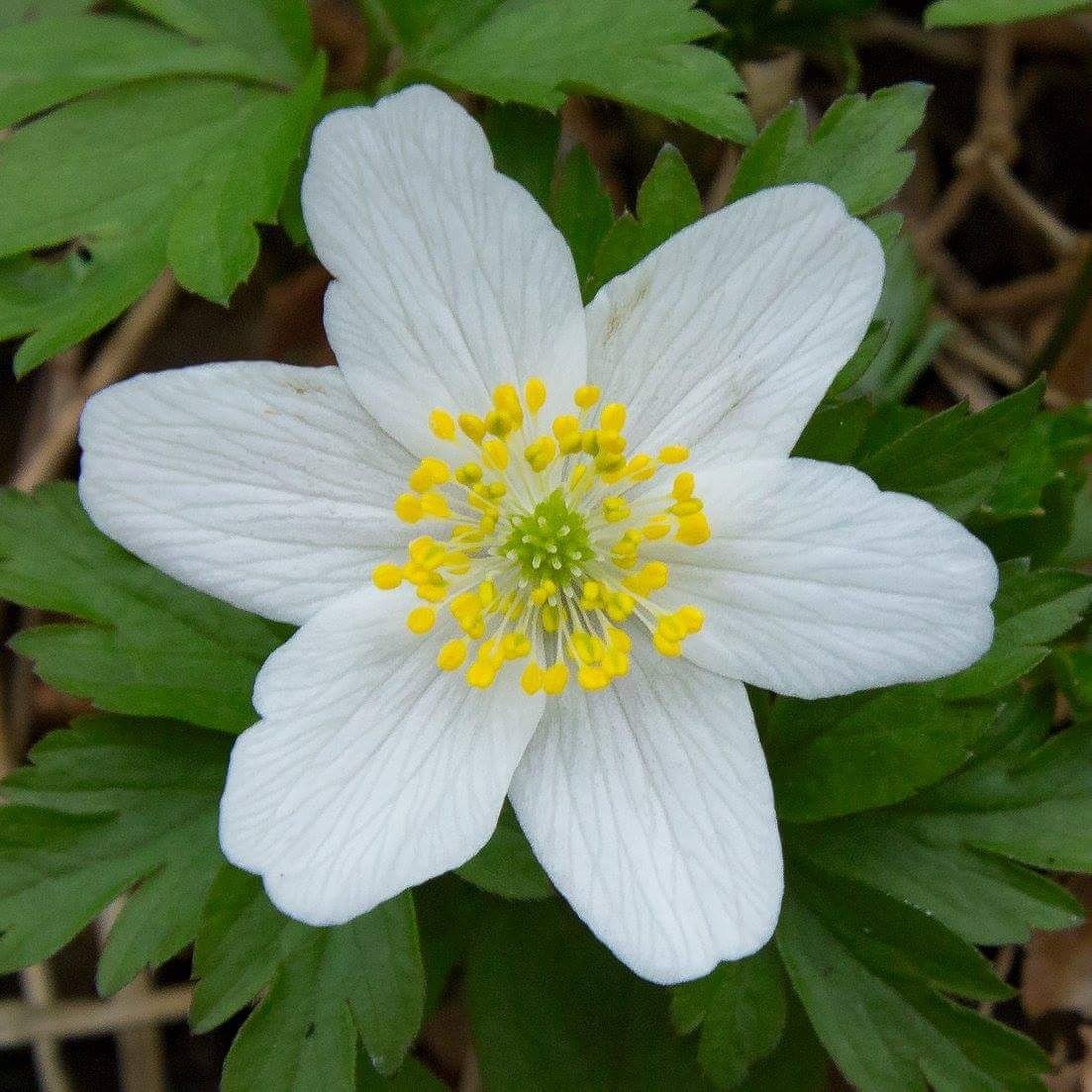 nottsbatman's tweet photo. Wood Anemone and Dog's Mercury at Ploughman Wood in Notts yesterday #wildflowerhour @Nottswildlife @NottsBAG @BSBIbotany https://t.co/NP5L5nECWT