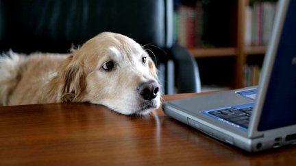 RevistaUnidadK9's tweet photo. Salir a espacios naturales para evitar el estrés de nuestros ejemplares
#OfficeOut #SaludK9 https://t.co/cxW3D3daTC