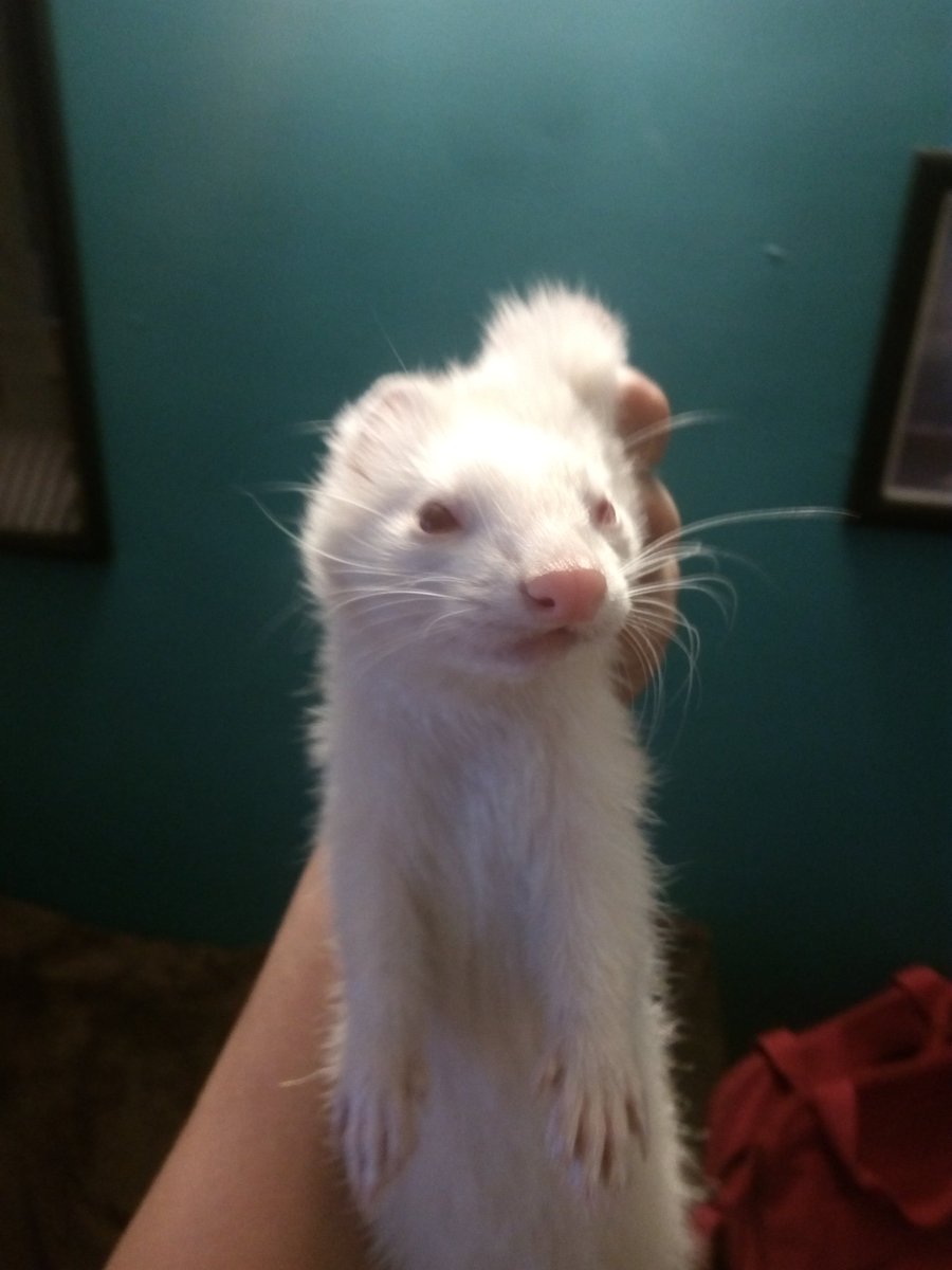 pedoneme (@pedoneme) on Twitter photo 