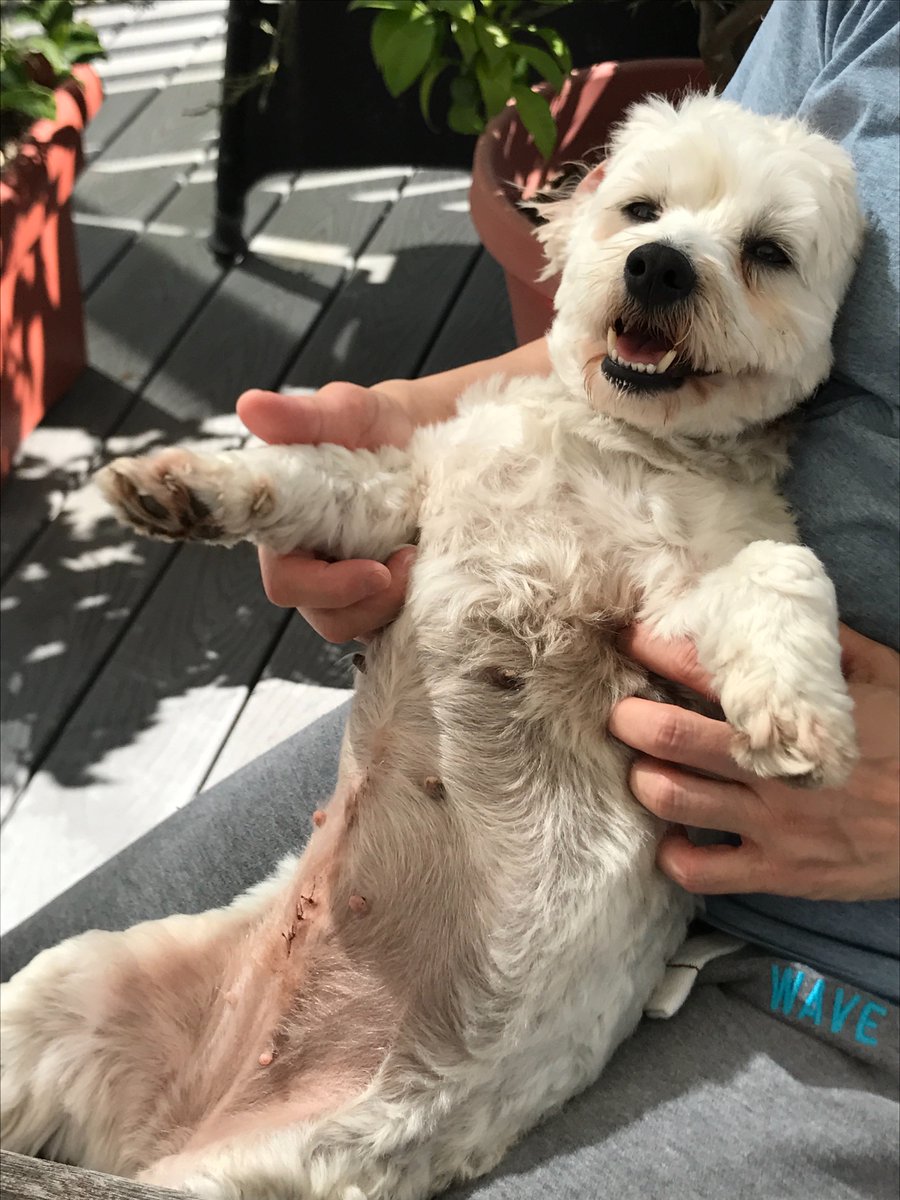 jtse's tweet photo. @DPSRescue Donatella loves her tummy rubs https://t.co/qwYvaRgy7i