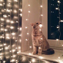 iCandyBae3's tweet photo. Me encantaría tener esto en mi cuarto.🌃 https://t.co/owxZWYBmL5