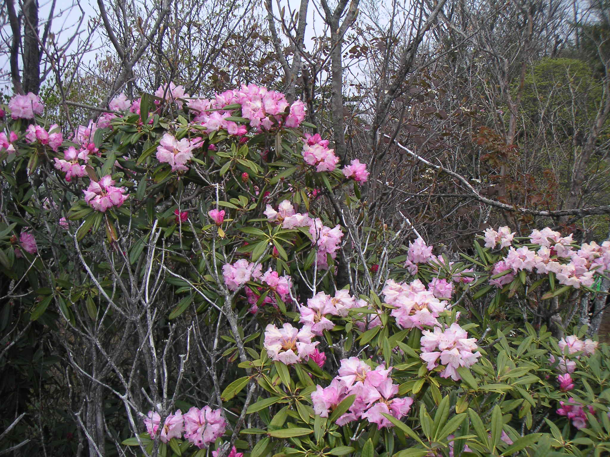 山梨市観光協会 No Twitter 西沢渓谷の２大シーズンは シャクナゲ 紅葉 ５月上旬 中旬になると アズマシャクナゲが見頃になります シャクナゲって 花束みたいで本当に可愛らしい 桃色のシャクナゲが あちらこちらで見られます