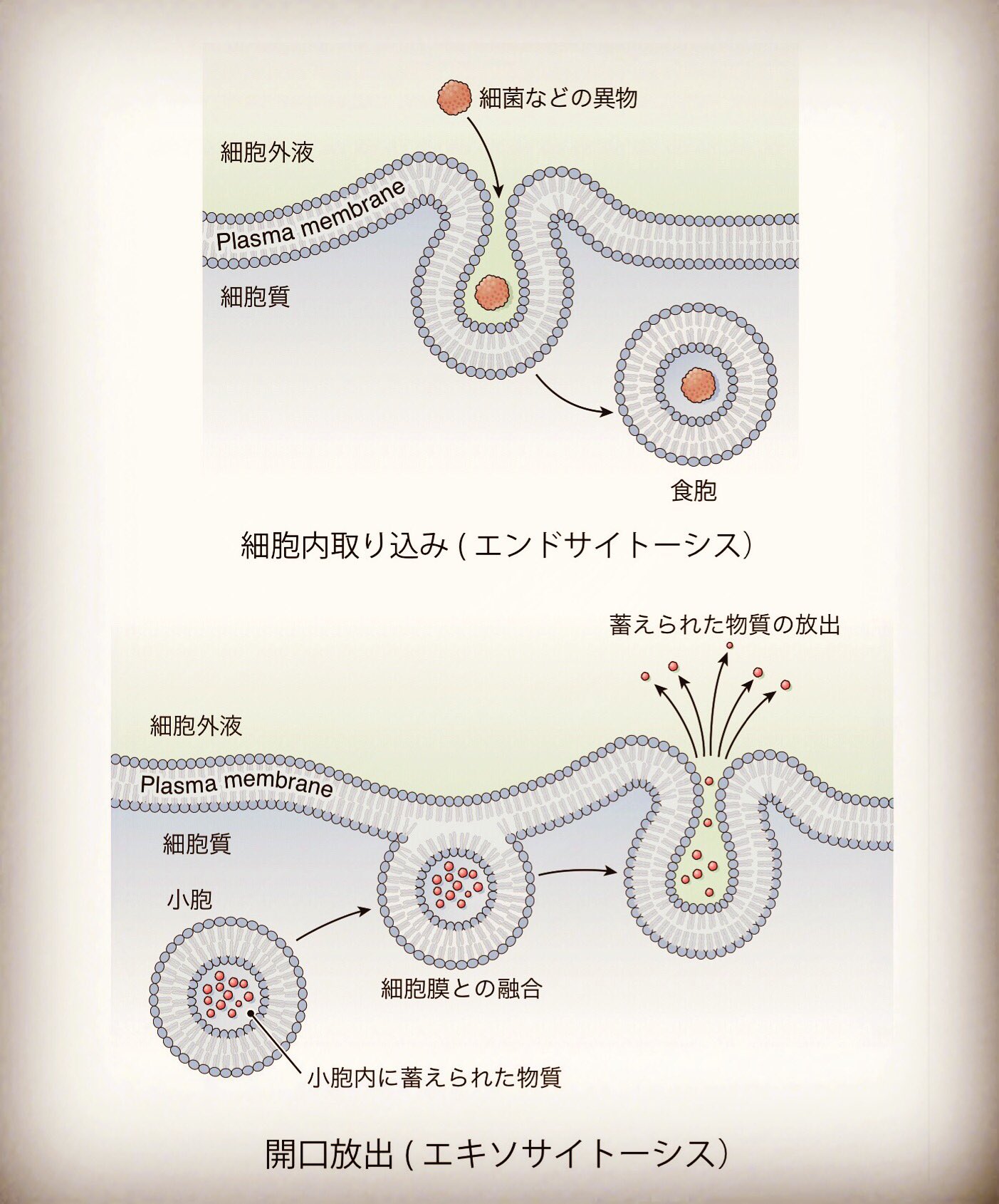 かずひろ先生 なるほど解剖学 在 Twitter 上 膜動輸送 細胞膜で包み込み飲み込む もしくは小胞が細胞膜と融合して物質を放出することを膜動輸送 サイトーシス という 食作用 ファゴサイトーシス と飲作用 ピノサイトーシス エンドサイトーシス 開口放出