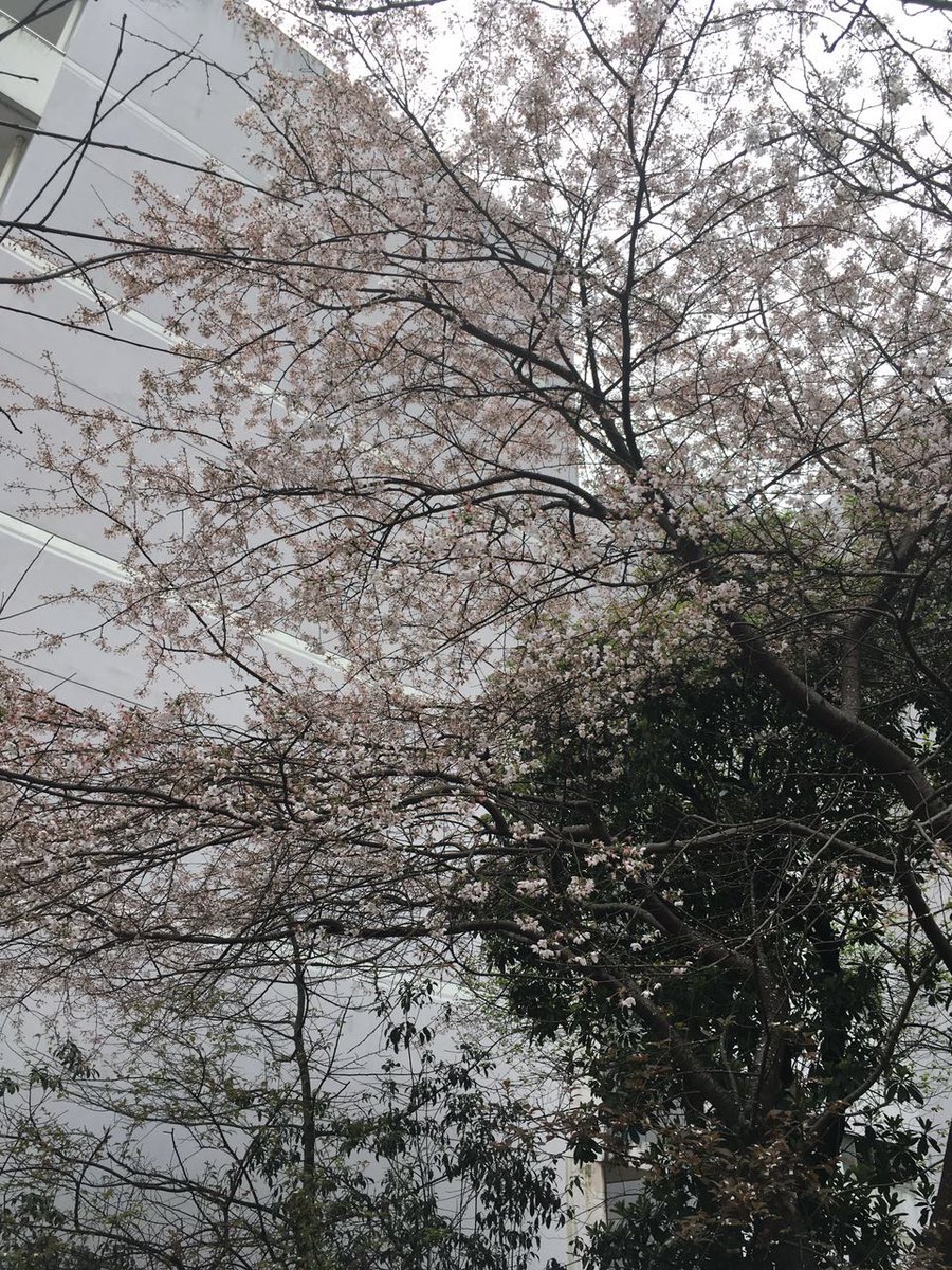 EmmaChloe10's tweet photo. Flower World https://t.co/LQz2yRbsum