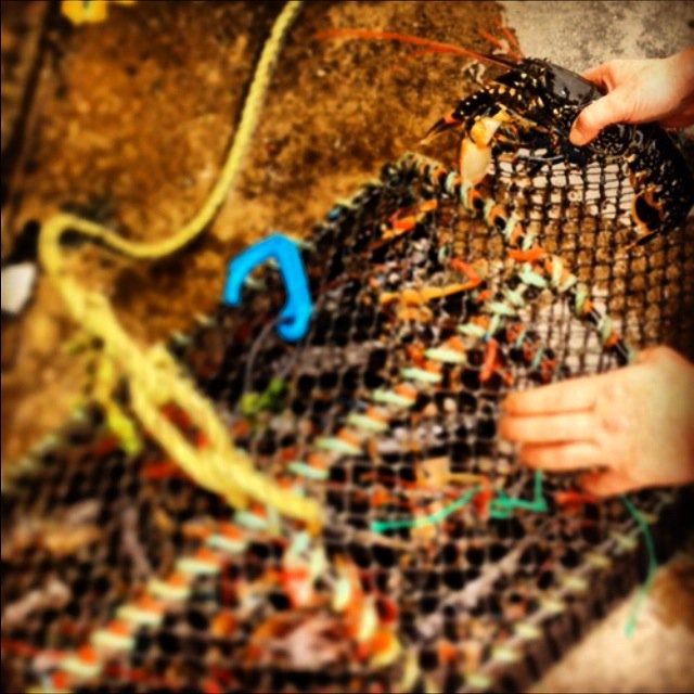 OchilFoods's tweet image. Our Skye shellfish run starts again this Wednesday get your pre-orders in now #liveshellfish