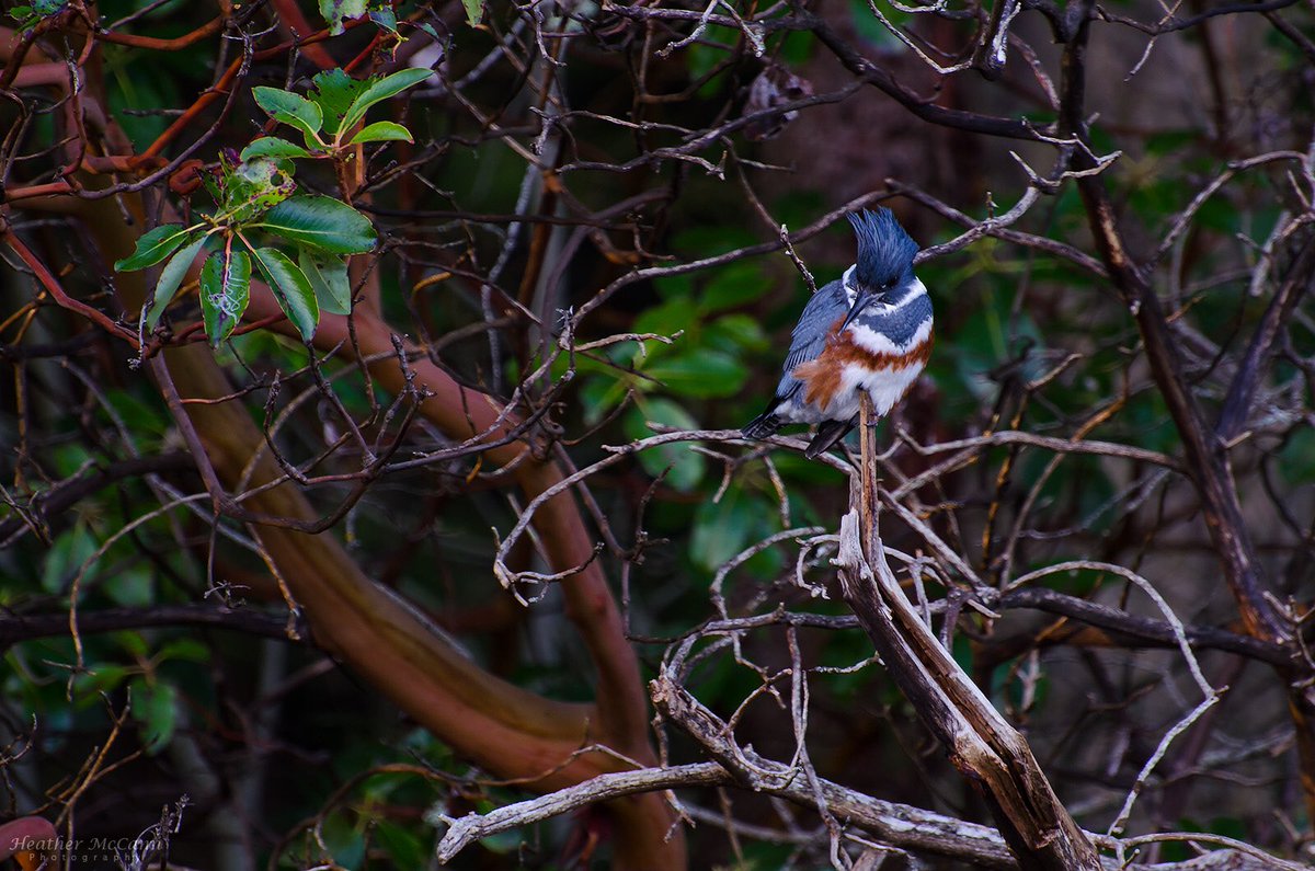 A Kingfisher for <a href="/BCFerries/">BC Ferries</a> #BCFWildlife #wildlifephotography
