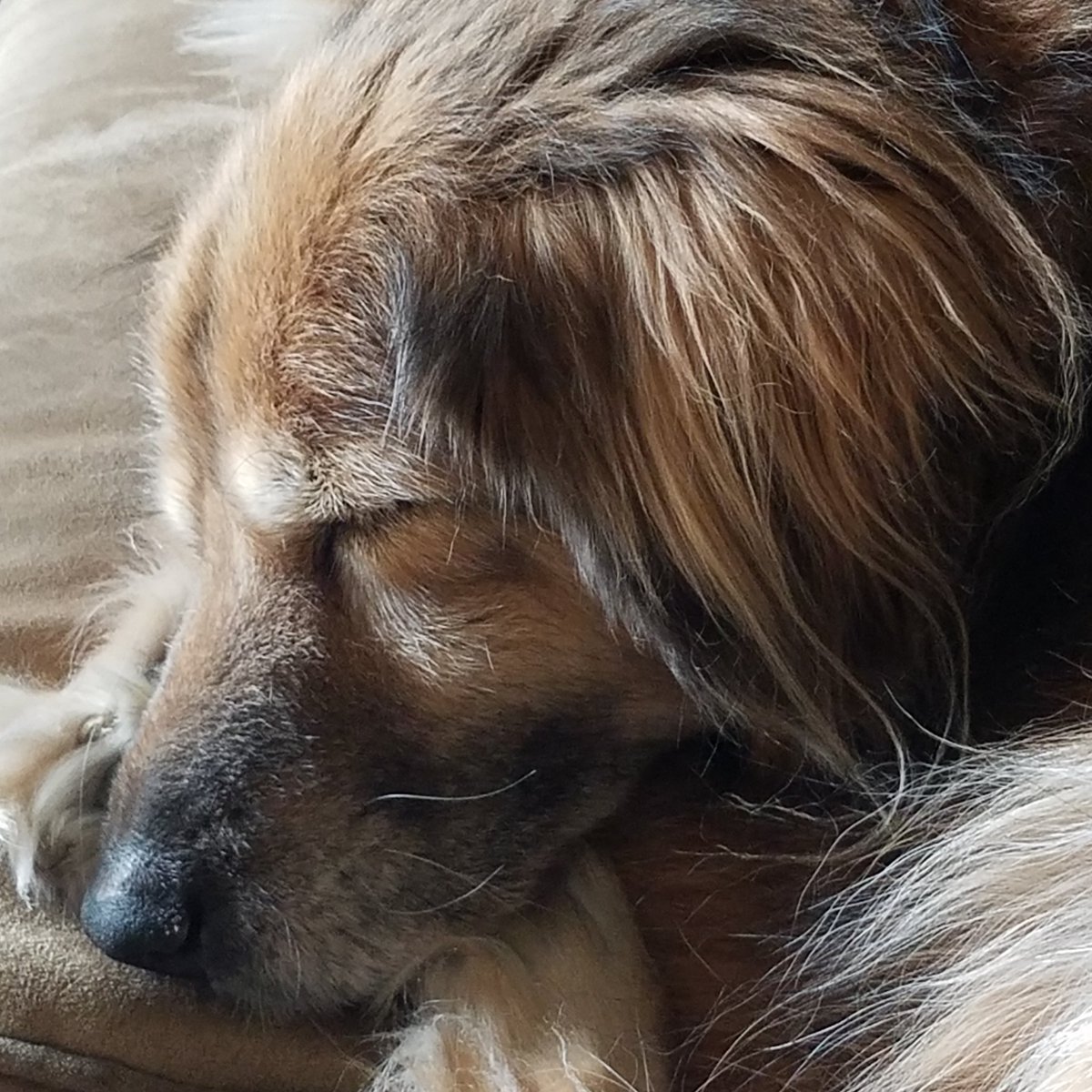 EmilySO's tweet image. Springing forward sleepily... best dog ever. #daylightsavings #RescueDogsRock #ducktoller