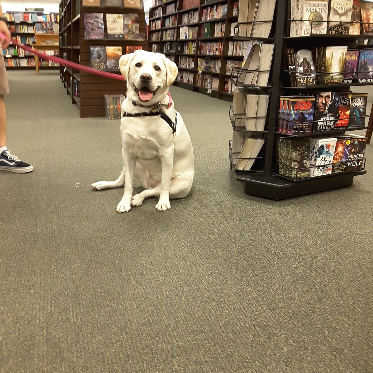 BNOtayRanch's tweet photo. #Hello #Sunny #beautiful #lab #dogs #dogsoftwitter #doglovers #dogfriends #dogsofinsta #animallovers #bndogs #shopping #companion #canine https://t.co/Fq6sRKPa0V