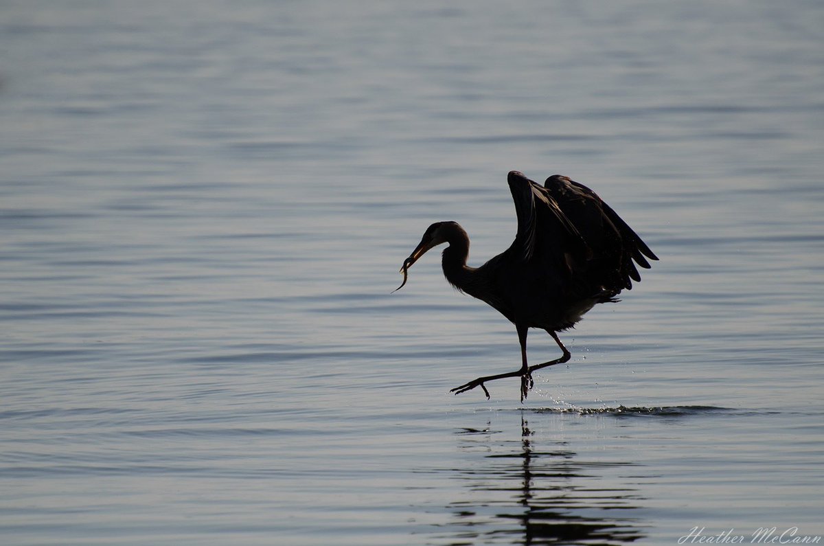 A Heron Fishing for <a href="/BCFerries/">BC Ferries</a> #BCFWildlife #wildlifephotography