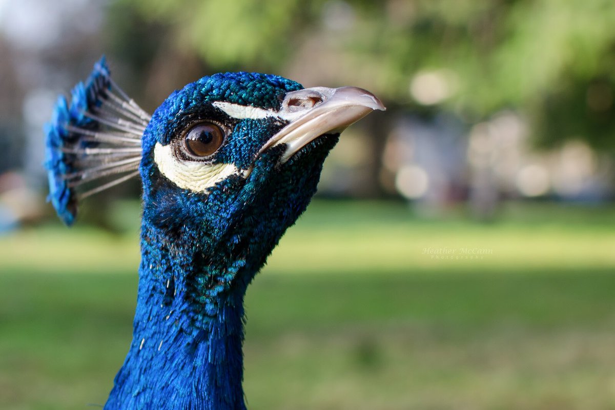 A Regal Peacock for <a href="/BCFerries/">BC Ferries</a> #BCFWildlife #victorian