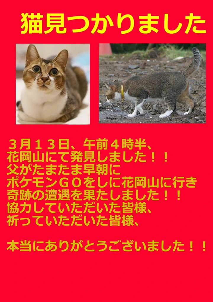 リアルニャース出現ｗｗシュールだがほっこりする報告ｗｗ
