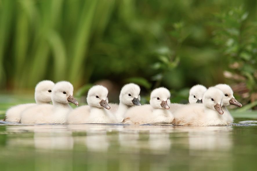 Call_a_PA's tweet photo. Are you struggling to get all your #ducksinarow Get in touch with us #callapa we'd love to help #admin #remotepa #virtualassistant #bedford https://t.co/MJTr3n4Iyf