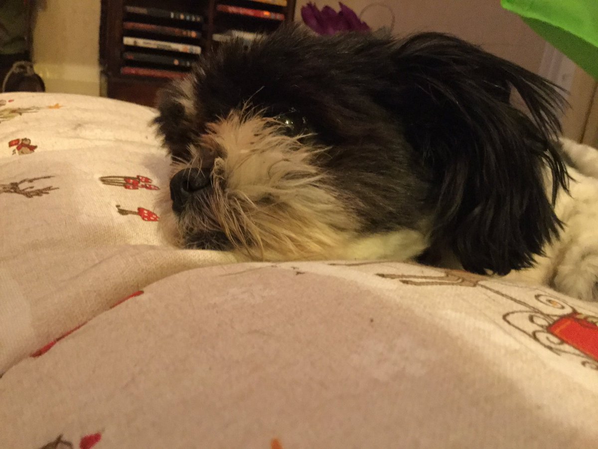 Max2759's tweet image. 😪I missed you already! #dog #mydog