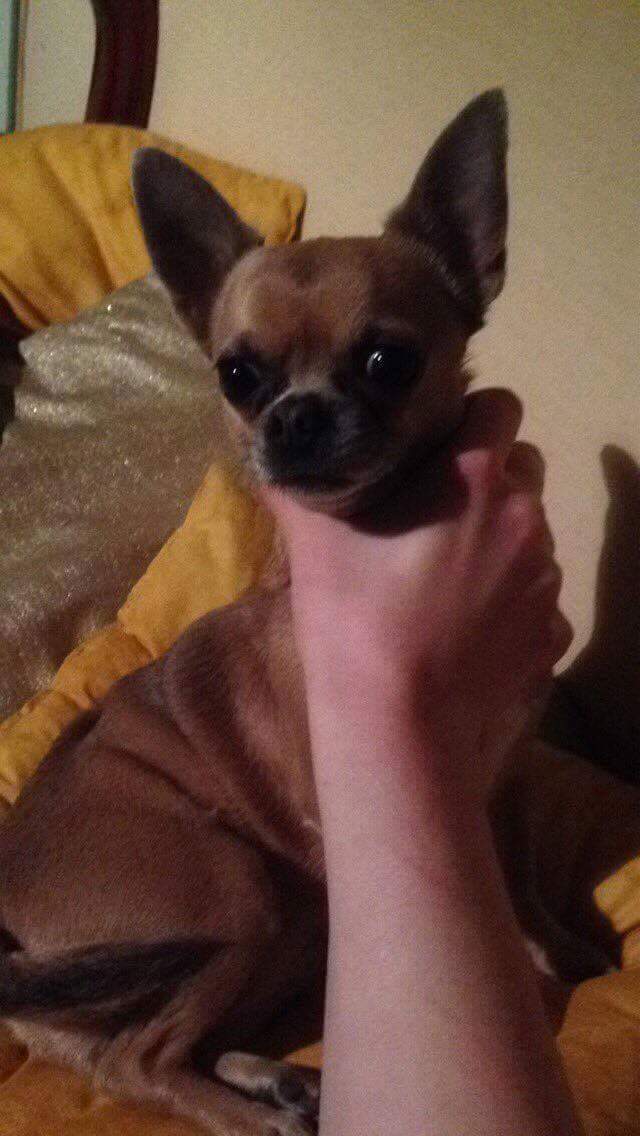 NeckDogs's tweet image. #NeckDogsChallenge