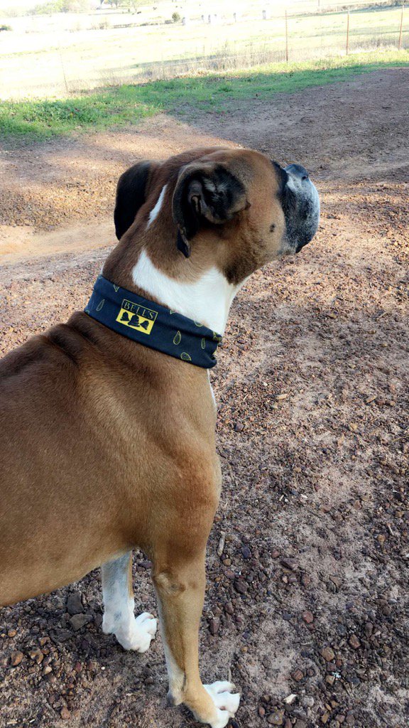 bberry48's tweet photo. @BellsBrewery Oakley says welcome to Texas! https://t.co/t63PJGvloA