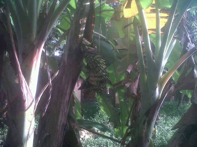 Ispro sulung (@isprosulung) on Twitter photo 