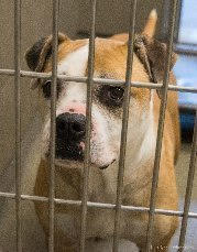 NewHopePet's tweet photo. Diamond was part of neglect case.  This sweet girl is now looking for a loving family of her own!  #foreverlove # rescuedogsrock https://t.co/bqMMCrpJFV