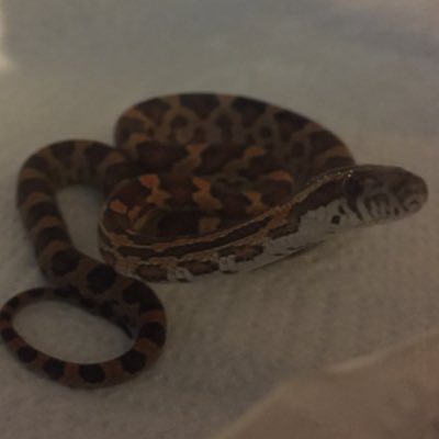 MouseDestroyah's tweet photo. #NewProfilePic https://t.co/xoNo5U65yv
