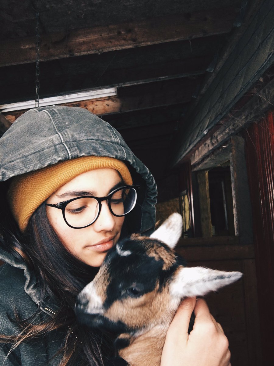 forgoatsakes's tweet photo. Arthur enjoys jumping on his humans face when she's laying down and eating her hair any chance he gets 😅 https://t.co/lEf3qq5Xbt