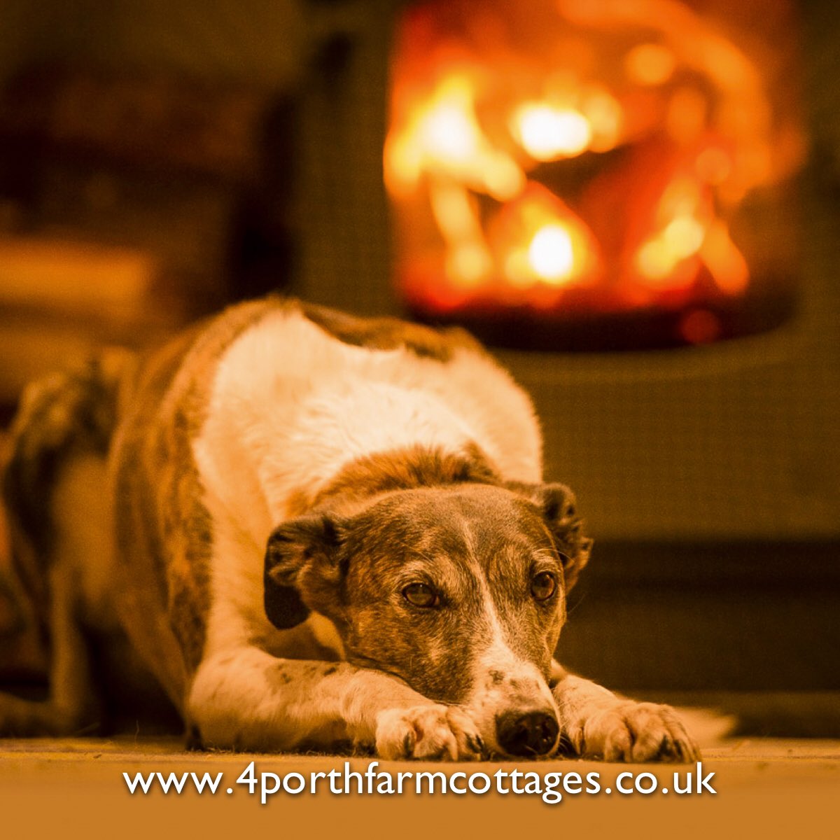 doglovecornwall's tweet photo. Hey @clarebalding #crufts we have a fantastic #dogfriendly Cornish coastal cottage for #dogwalks straight out of the door https://t.co/Rvn91koXqw