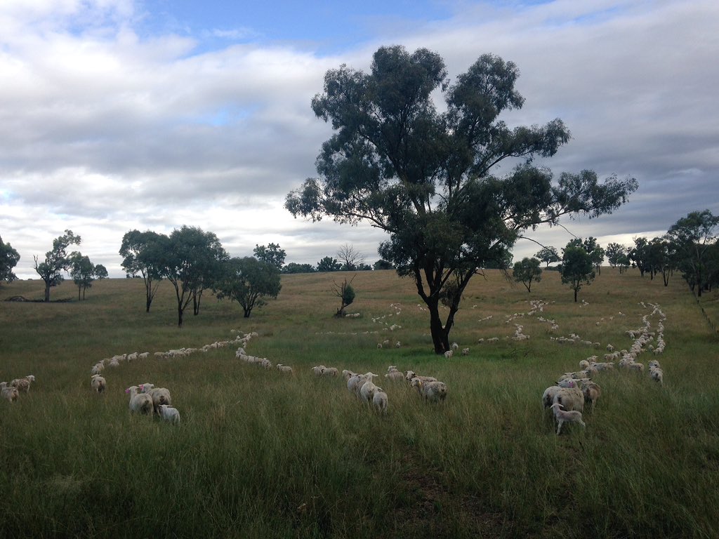 HanifHayyi's tweet photo. G'day mate. #ozfarmer #sentrybox #agrorebel https://t.co/5ddjd9aTqB