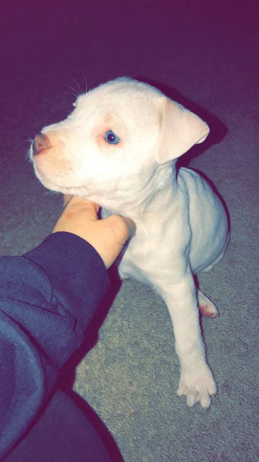 BitchCallMePapi's tweet image. My Bew BabyGirl She's Deaf And Her Her 1st Owner Abandoned Her To Get Put Down At The Pound Now I'm Gonna Train And Love Her Forever💓🐶