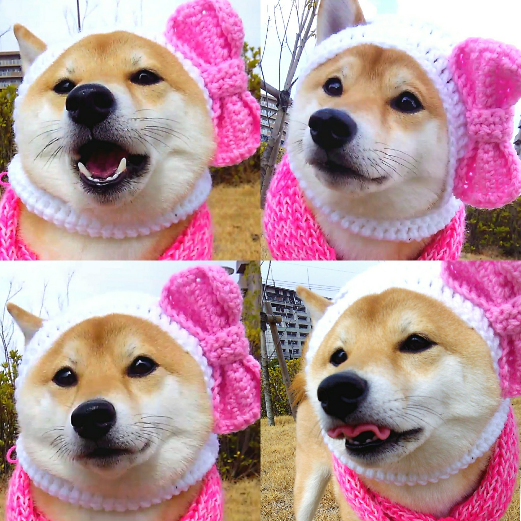 柴犬 キティちゃん ぬいぐるみ