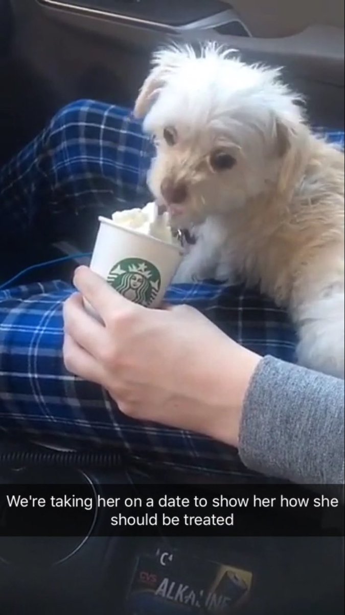 Emkochster's tweet photo. My little brother and I took our dog on a date to show her how she deserves to be treated #datenight https://t.co/c1QdJJwAVv