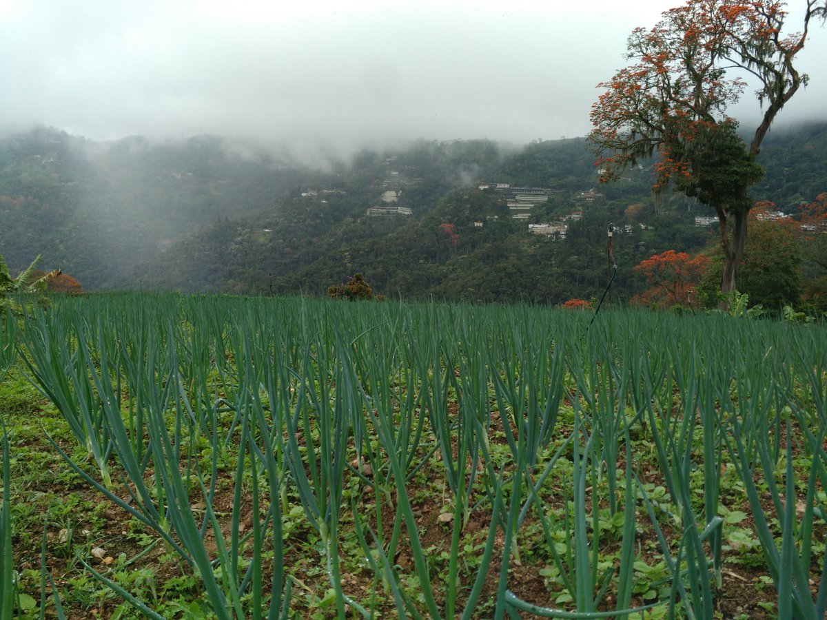 DelaterraG's tweet photo. Del campo al mercado, del mercado a la mesa. Productos organopónicos también son nuestra especialidad. #Cebollin #ThinkGreen #AquíYAllá https://t.co/GvNzYmtkZE