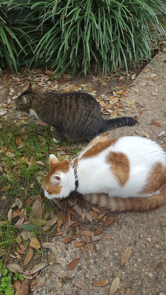Dez_the_cat's tweet photo. enjoying a fancy salad with the girl next door #sillysundays #kittycuddles #casualcats #friendlyfelines https://t.co/eWiSl1zB1N