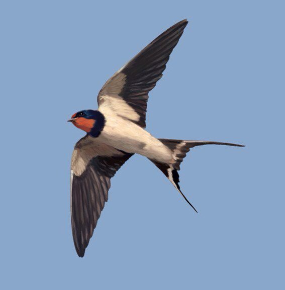 EnergiasECO's tweet photo. Estupendo @proyectoavin: Conservar nuestras aves insectívoras es fácil pero están en declive https://t.co/Qk3sjdsJI3 https://t.co/GBkvqUcgEh