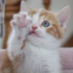 Onlyワン 加須店 猫カフェ Onlyonekazo のツイプロ Onlyワン 加須店 猫カフェ Onlyonekazo のツイプロ