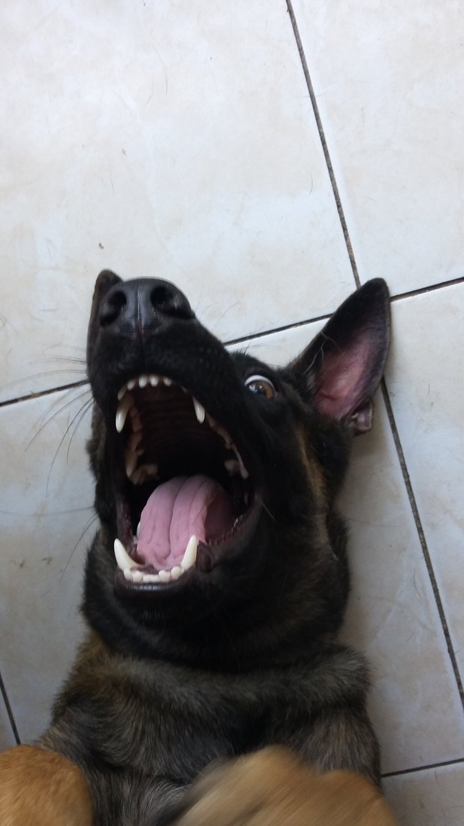 GottaBeKatyP's tweet photo. @CAA_Official my dog found out about #TweetCAAYourPets and decided to take a selfie. Ohmy she knows my phone's password &amp; now she's a hottie https://t.co/BDnEhVhq02