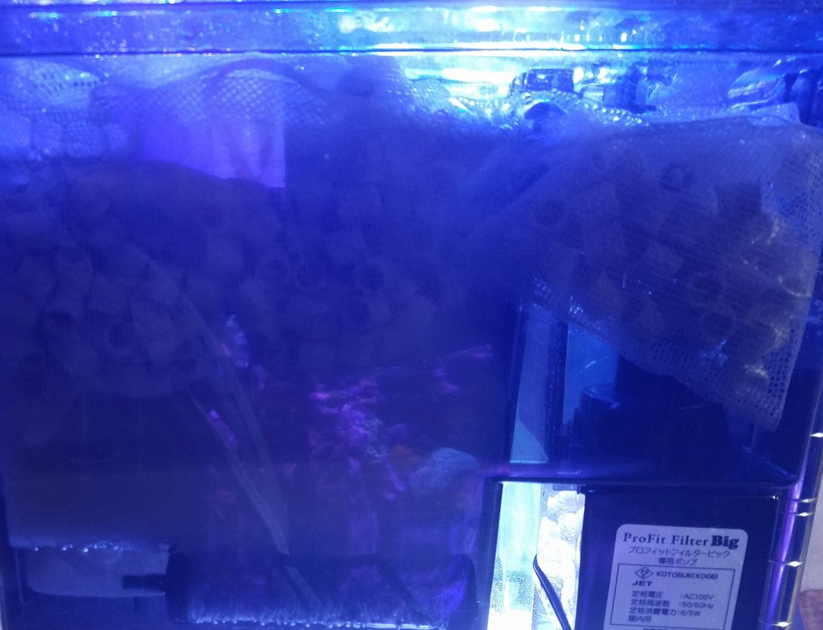 まや アクア垢 海水魚 Ar Twitter 外掛けフィルターの中 純正ろ材は全て破棄w 下からいぶきエアストーン バイコムバフィー バイコムサポート リングろ材 出口側の下にバイコムバフィー 底上げ用 厚手ゲルマット 泡侵入防止 ゲルマットだけだと高さ足りなかった まや アクア垢 海水魚 Ar Twitter 外掛けフィルターの中 純正ろ材は全て破棄w 下からいぶきエアストーン バイコムバフィー バイコムサポート リングろ材 出口側の下にバイコムバフィー 底上げ用 厚手ゲルマット 泡侵入防止 ゲルマットだけだと高さ足りなかった