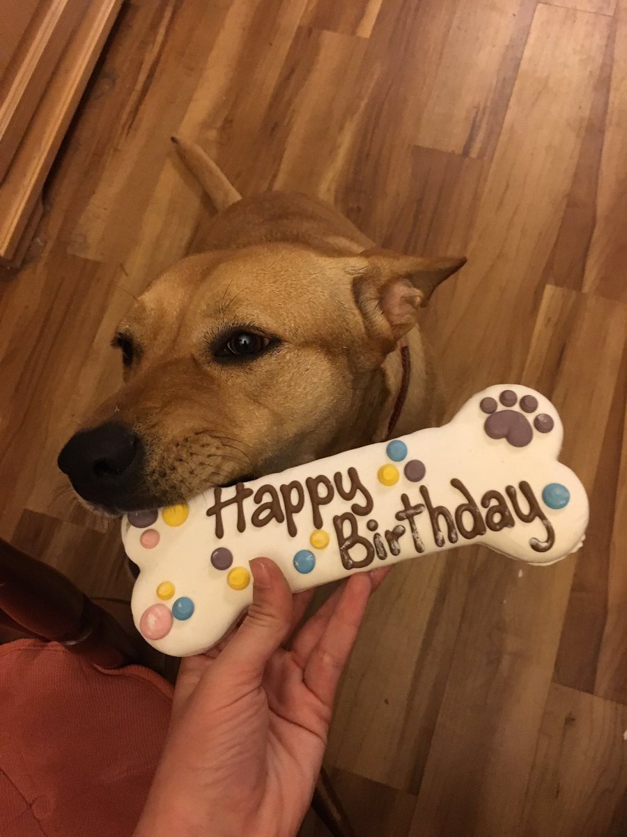 kainobi0125's tweet photo. My baby turned 2 today 🐶🐾💕 #judgemeidgaf https://t.co/0JwsWlDgdD