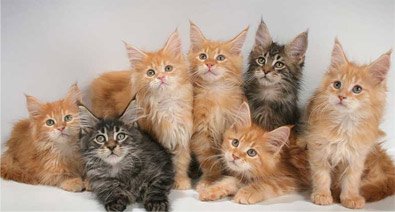 котята 7 штук. кошка мейн кун с котятами. много котиков. куча котят. много котов фото.