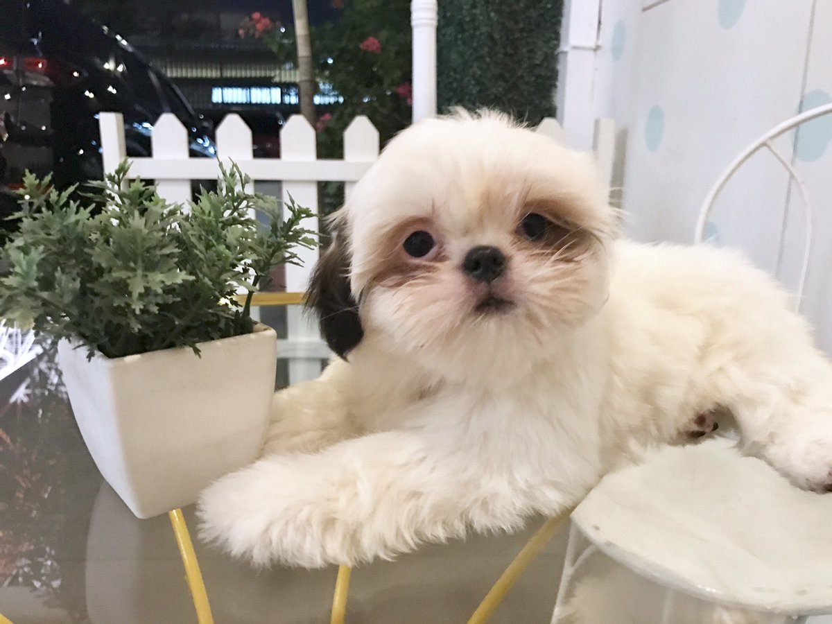 ElisseJoson's tweet photo. It's a girl! 💓 ano po kayang pwedeng ipangalan sa kanya? https://t.co/MdBFQ1imUH