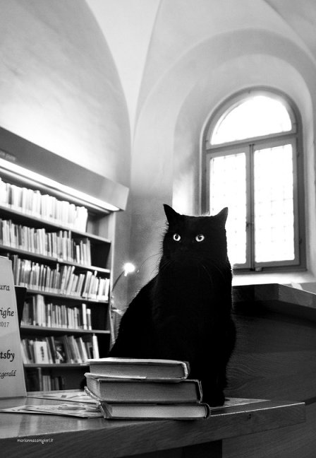 3 beautiful cats supervise a library in Ravenna, Italy. This one is named after President Obama. traveling-cats.com/2017/02/cats-f… HT @TravellingCats