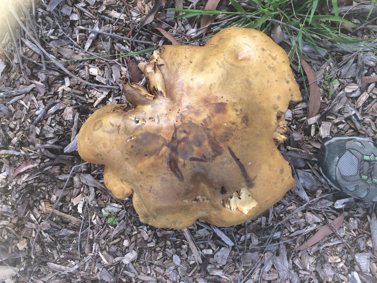 fawnaphlora's tweet photo. Bolete bonanza on Wahroonga NSW And a stinkhorn. Spot the shoe... #fungi #autumn #kuringai #nature #biodiversity https://t.co/EmW7lXDP4S